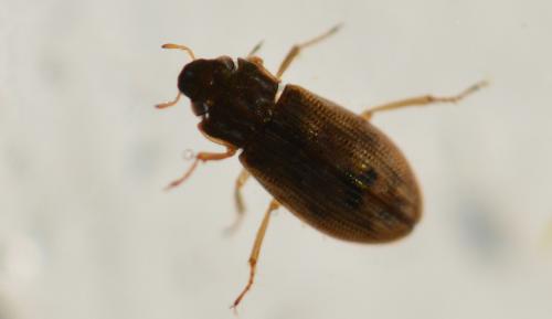 Helophorus sp.